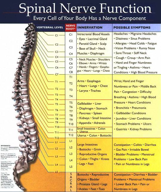 Nerve chart used for Chiropractors to show the affects of subluxations.